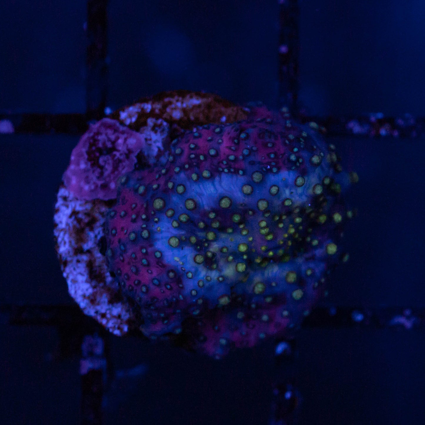 Lava Lamp Discosoma