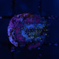 Lava Lamp Discosoma