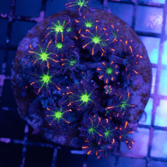 Rainbow Clove Polyp