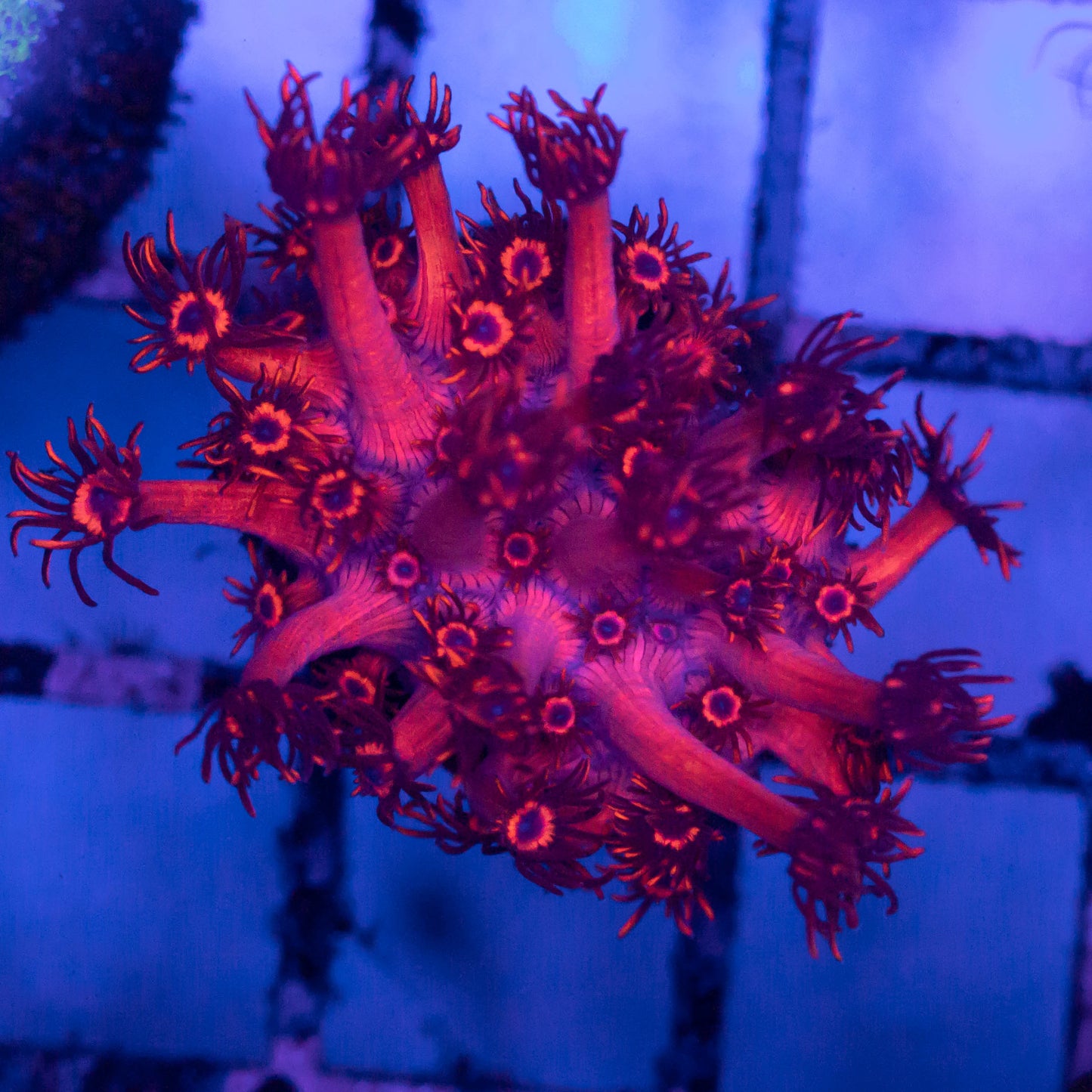 Red Goni Frags