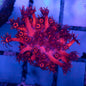 Red Goni Frags