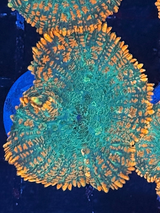 Orange Rhodactis Mushroom