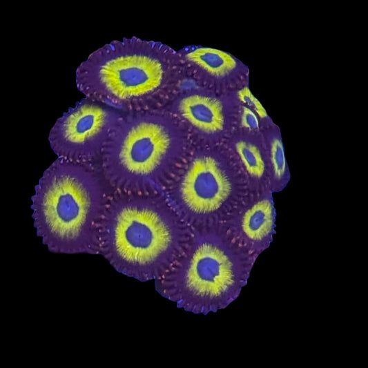 Belladonna Zoa