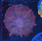 Superman Discosoma Mushroom