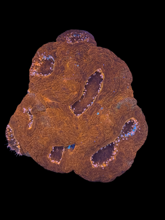 Bowerbanki colony