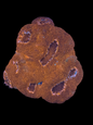 Bowerbanki colony