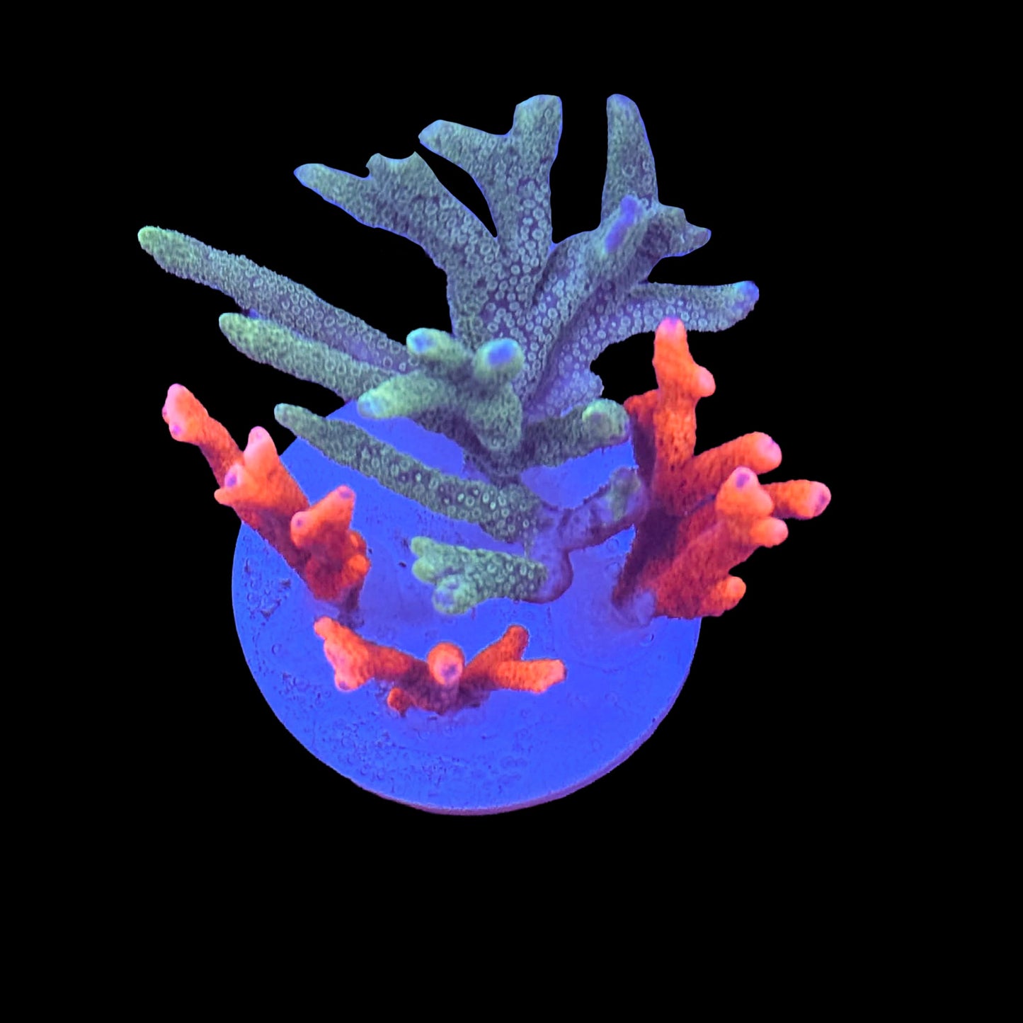 Digitata Garden - Red/ Green