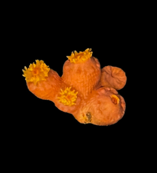 Sun Coral Frag