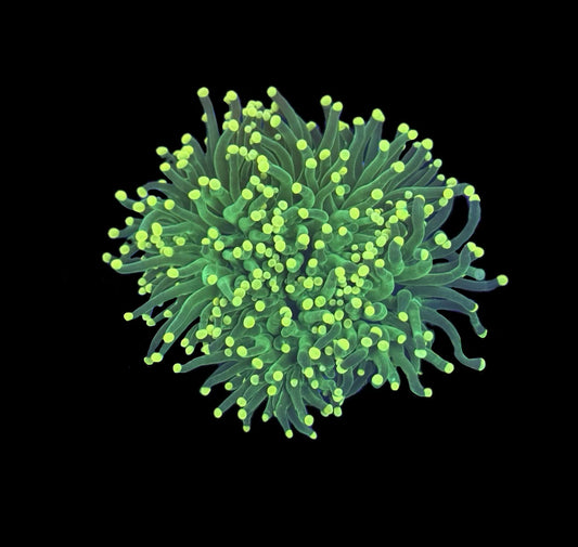 Highlighter Green torch