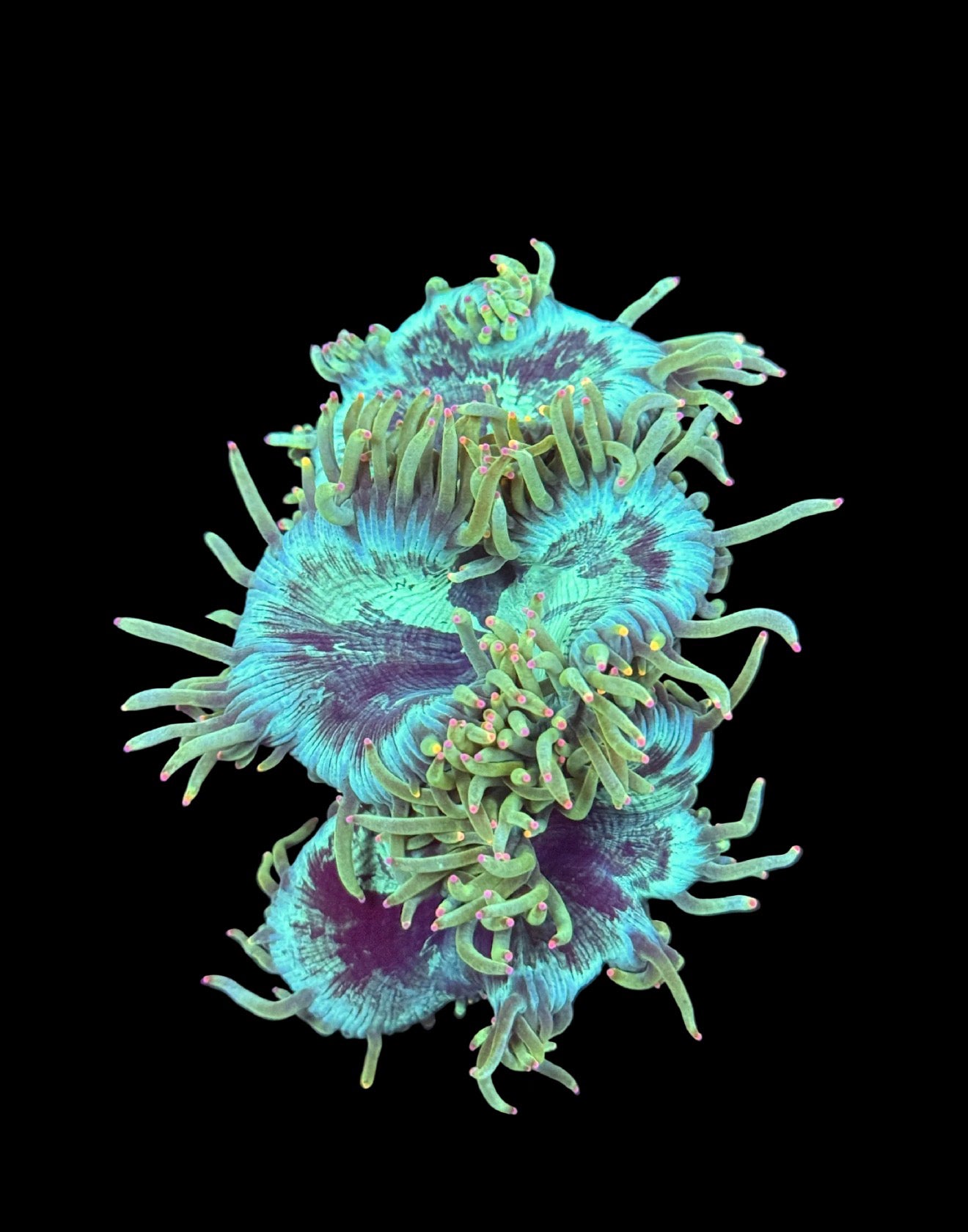 Ultra Splatter Elegance