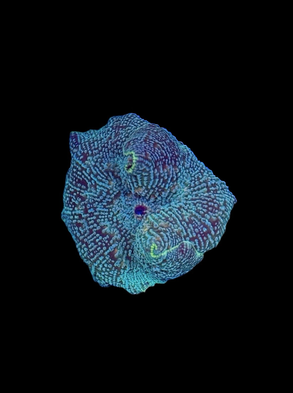 Lightning leopard mushroom - WYSIWYG