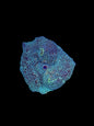 Lightning leopard mushroom - WYSIWYG
