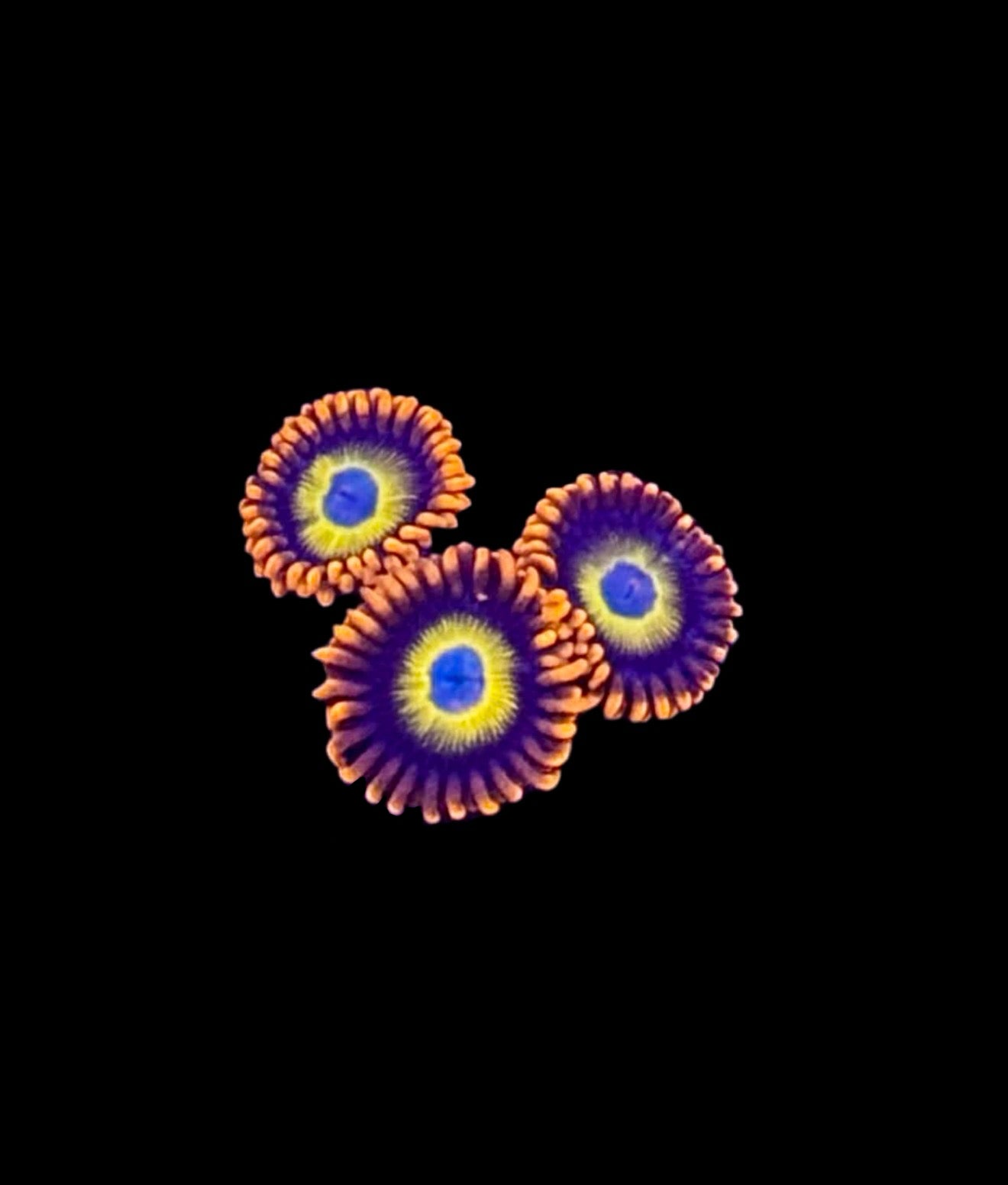Blonde Eye Blue Bitches - Zoa