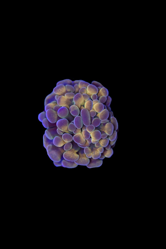 Purple Infusion Hologram Hammer
