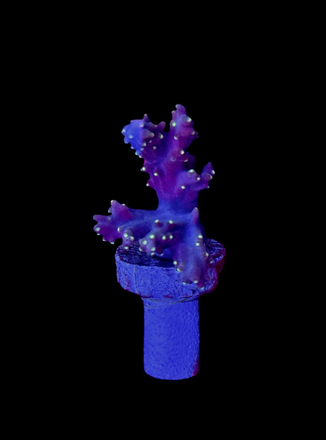 Purple with Green Polyp - Nepthea