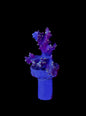 Purple with Green Polyp - Nepthea