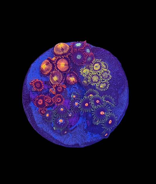 Zoa Mini Garden #1