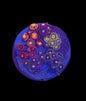Zoa Mini Garden #1