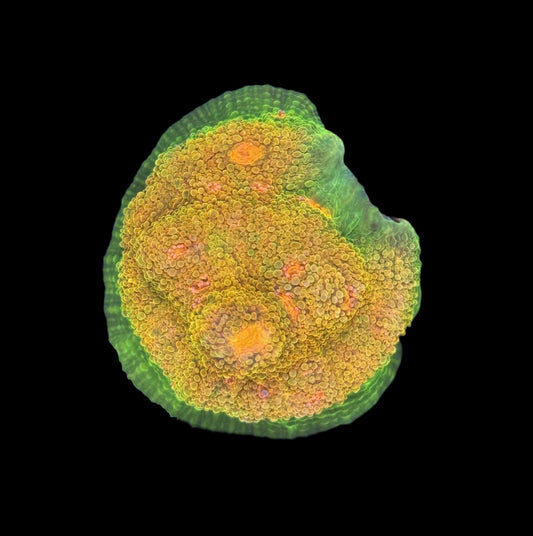 Crayola Meltdown Chalice frag
