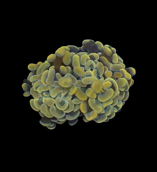 Gold Branching Hammer