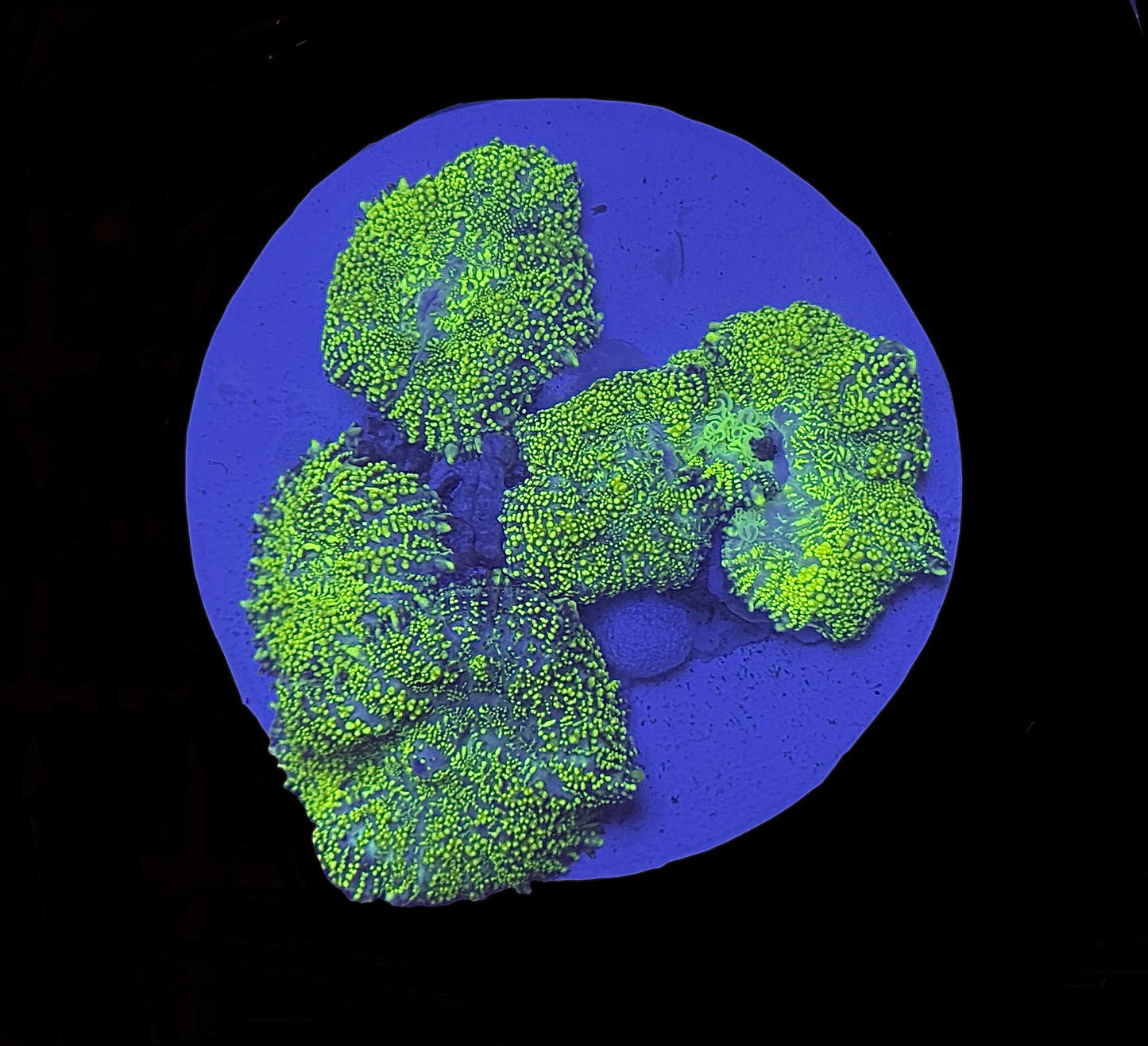 Lemon Lime Mushroom colony