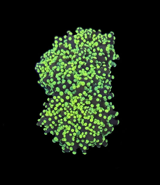 Black Stem Yellow Tip Octospawn