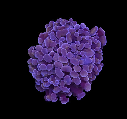 Purple & Gold Hammer