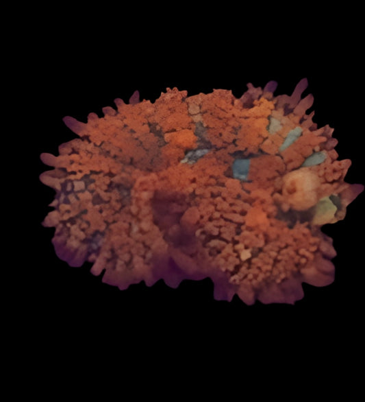 Atomic Fireball Bounce Mushroom