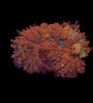 Atomic Fireball Bounce Mushroom