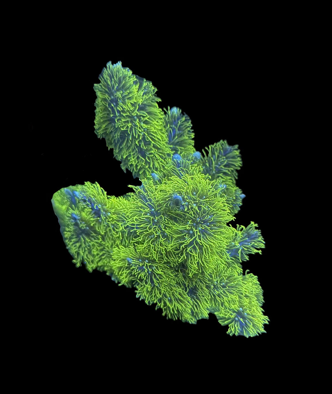 Branching GSP colony