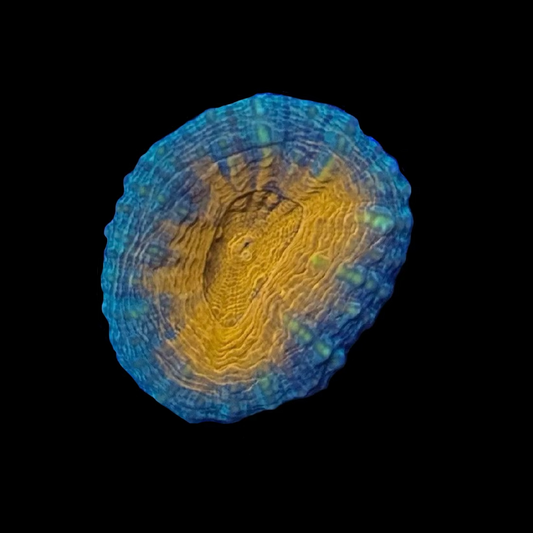 Orange Centre - Lobo