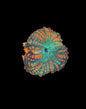 Citrus Rhodactis Mushroom - WYSIWYG