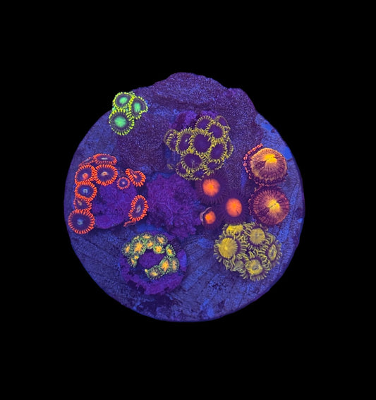 Zoa Mini Garden #4