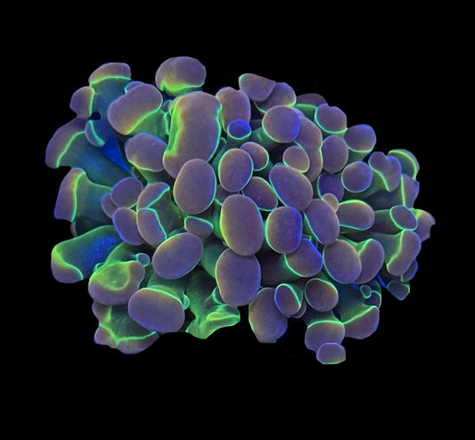 Rainbow Hologram Hammer