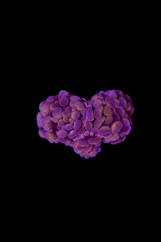 Cosmic Hammer