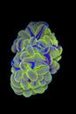 Bi Colour Bubble Coral Frag