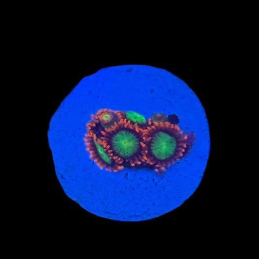 Goblins On Fire Zoa