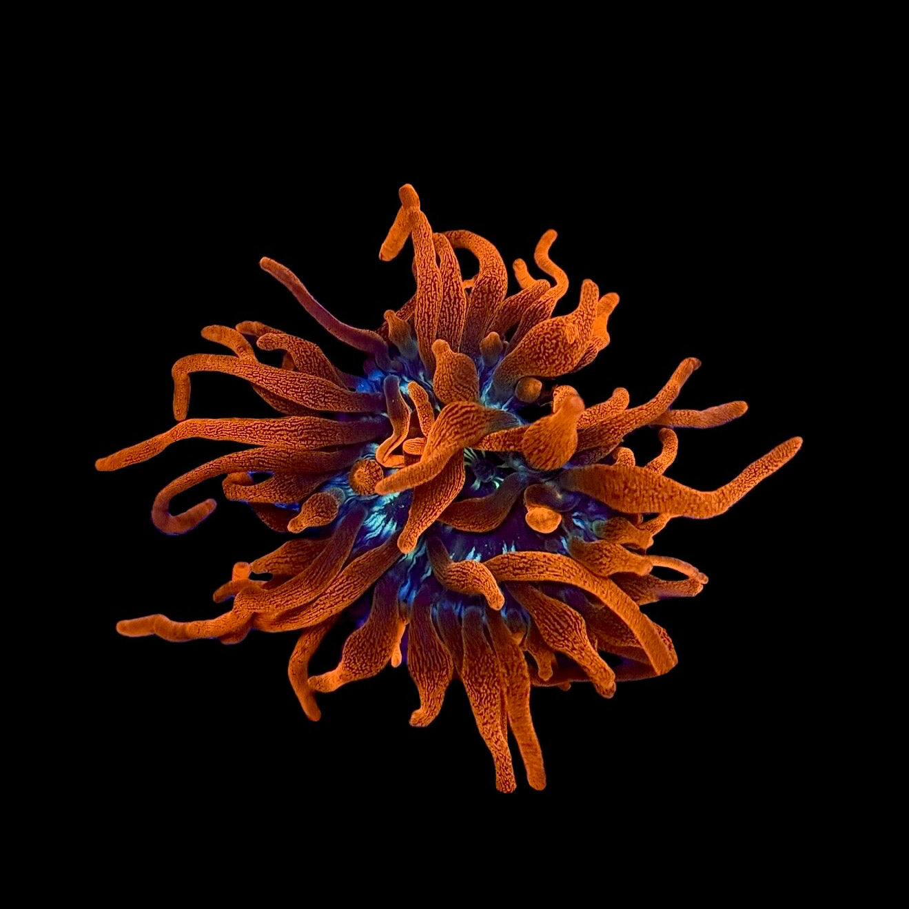 Black Widow Anemone