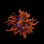 Black Widow Anemone