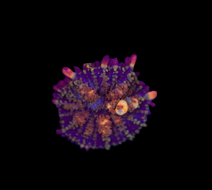 Mardi Gras Bounce Mushroom