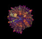 Mardi Gras Bounce Mushroom