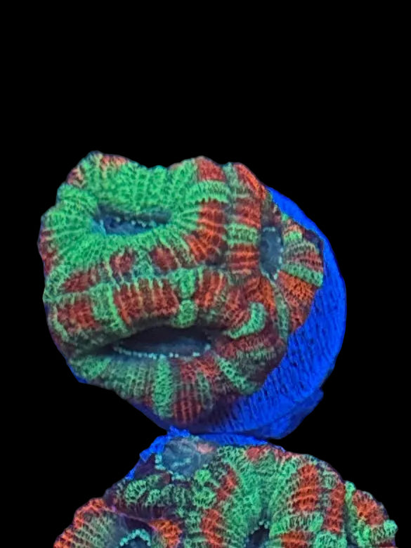 Green and Orange Acan Frag
