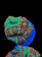 Green and Orange Acan Frag