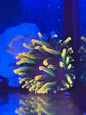 Chicago Sunburst Anemone