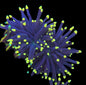 Rasta Torch