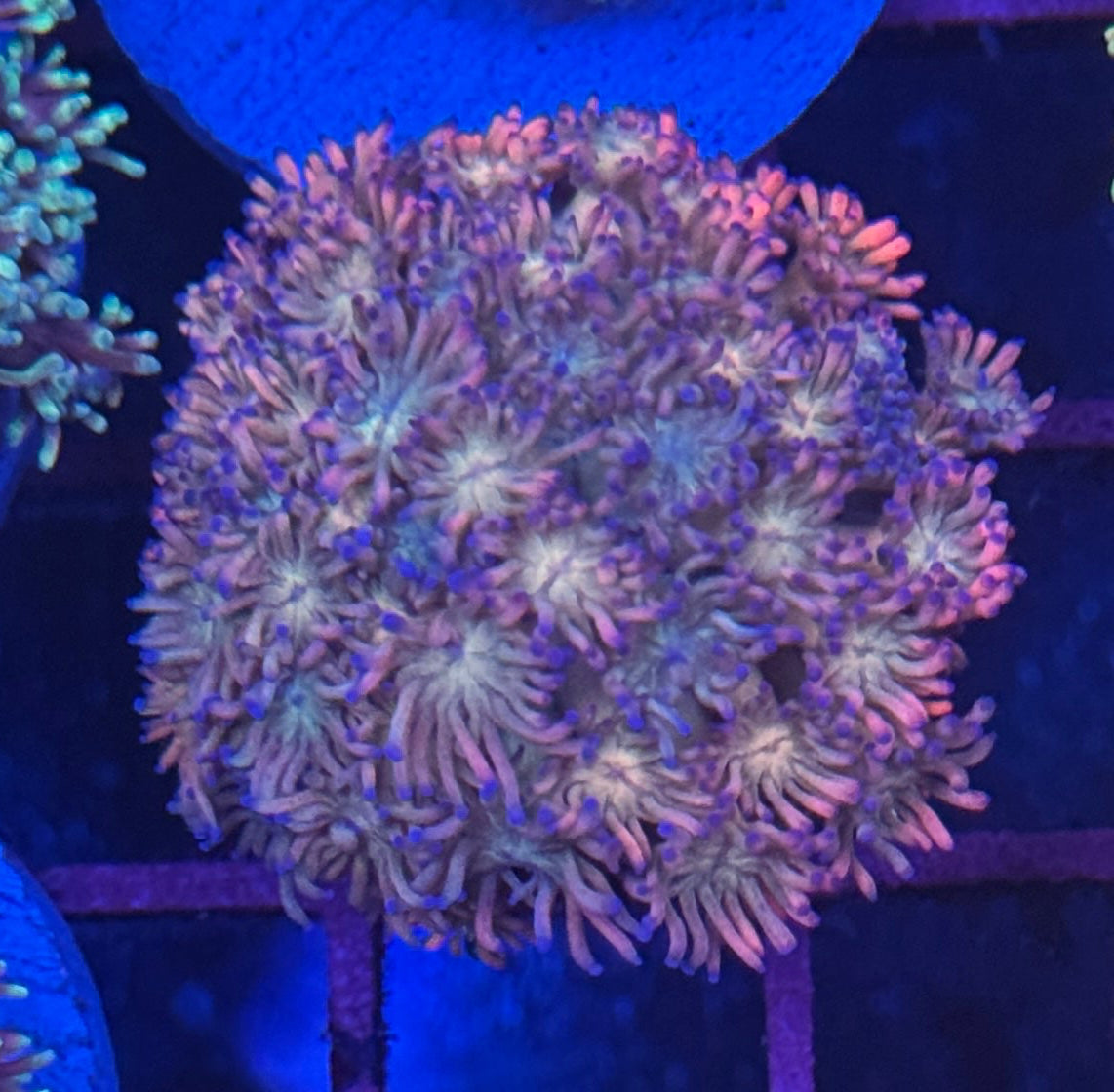 Multi Colour Goniopora (A)