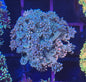 Multi Colour Goniopora (B)