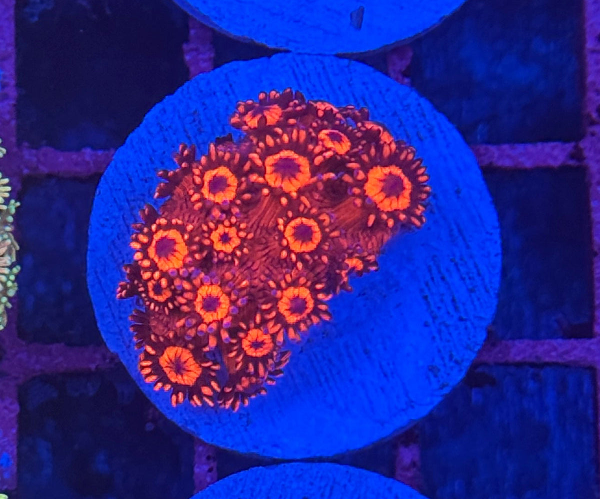 Red Goniopora