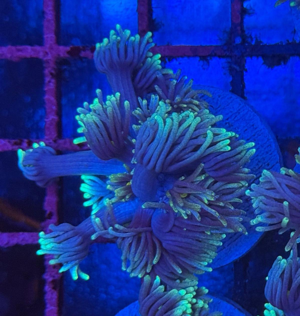 Blue Hydra Goniopora