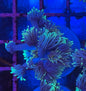 Blue Hydra Goniopora